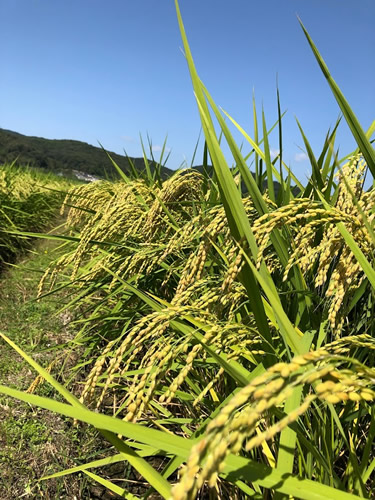 砂地田のお米