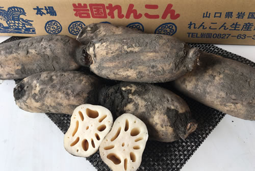 岩国れんこん　土付き3kg