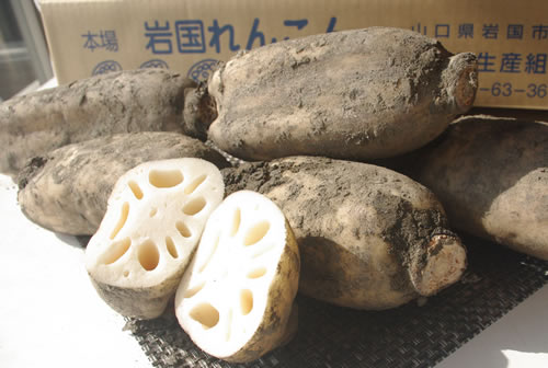 岩国れんこん　土付き2kg